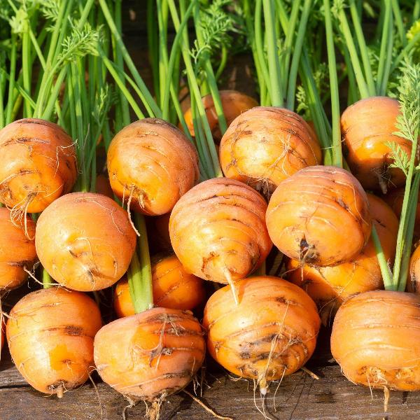 AcquaGarden Carrot 'Atlas’