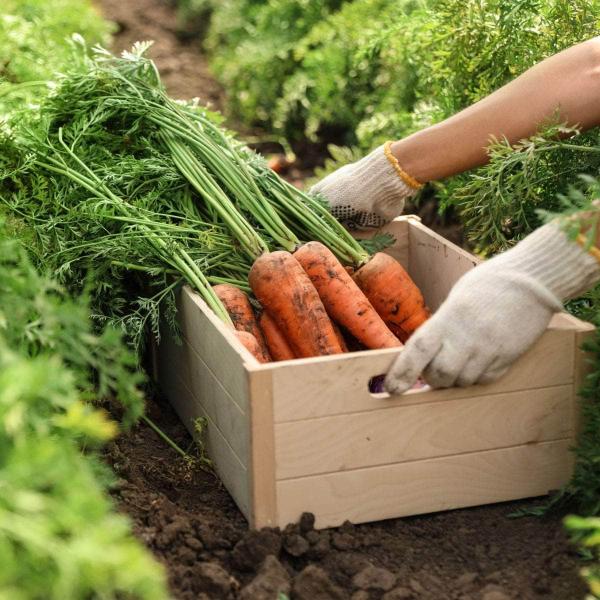 AcquaGarden Carrot 'Chanteney’