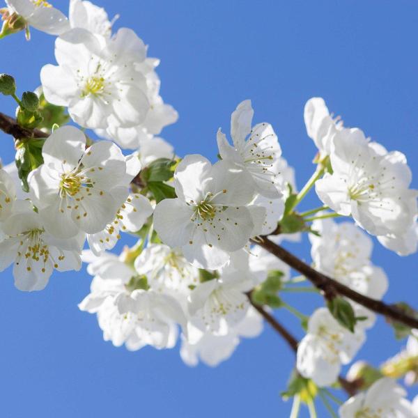 AcquaGarden Cherry 'Morello' Tree