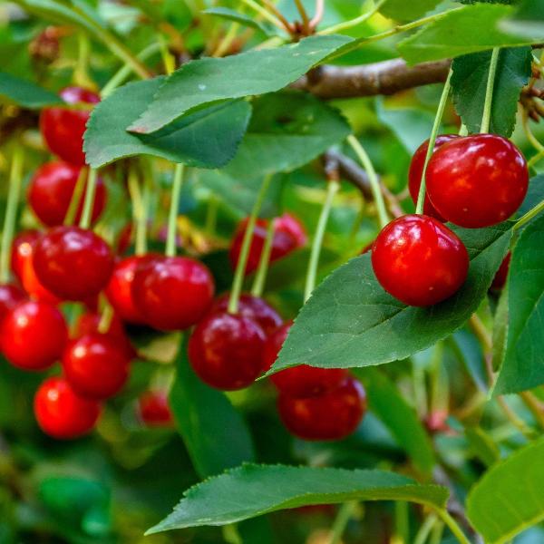 AcquaGarden Cherry 'Morello' Tree