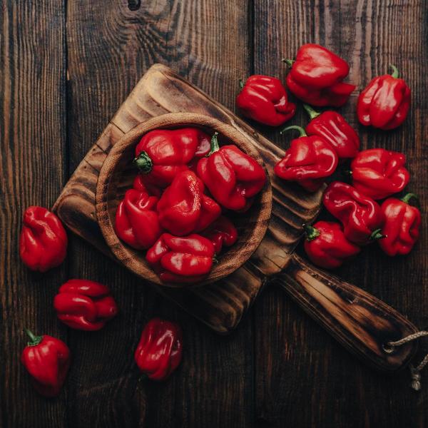 AcquaGarden Chilli 'Armageddon'