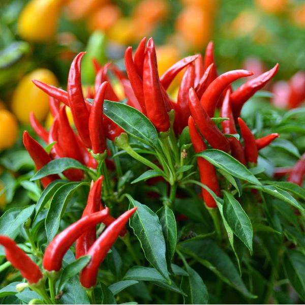 AcquaGarden Chilli 'Basket of Fire'