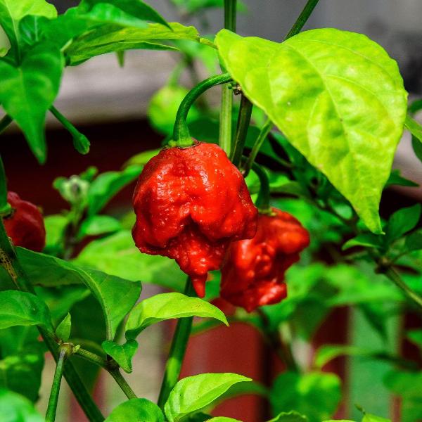 AcquaGarden Chilli 'Carolina Reaper'