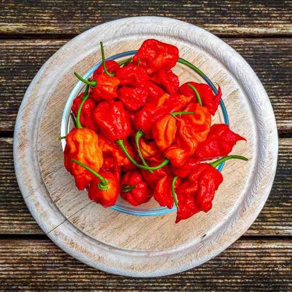 AcquaGarden Chilli 'Carolina Reaper'