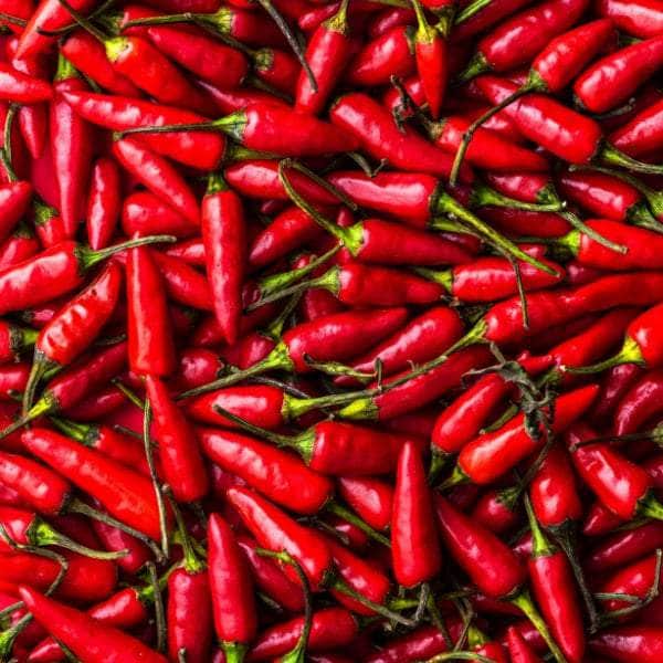 AcquaGarden Chilli 'Demon Red'