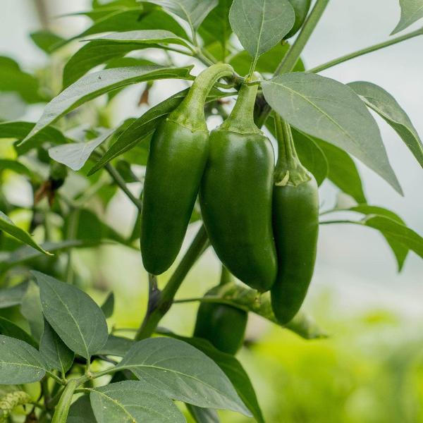 AcquaGarden Chilli 'Jalapeno'