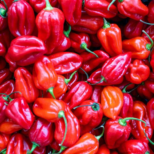 AcquaGarden Chilli 'Scotch Bonnet'