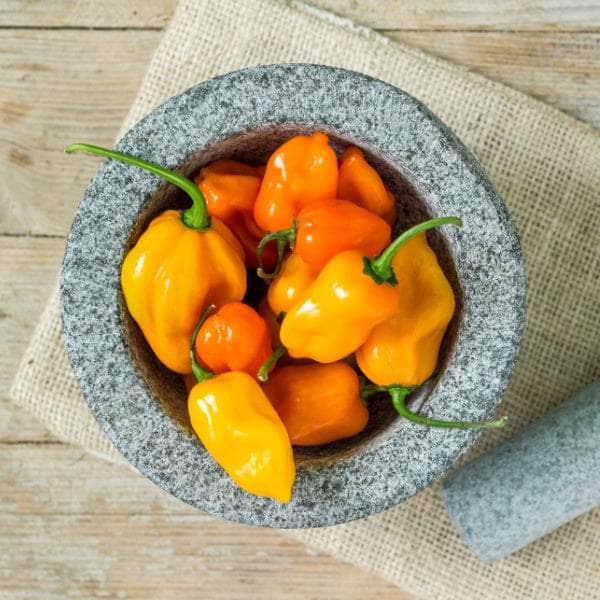 AcquaGarden Chilli Seeds Multi Pack
