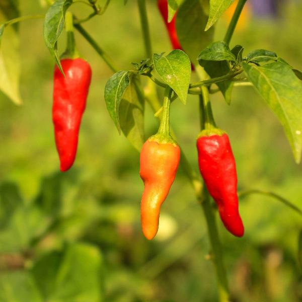 AcquaGarden Chilli 'Super Fresno'