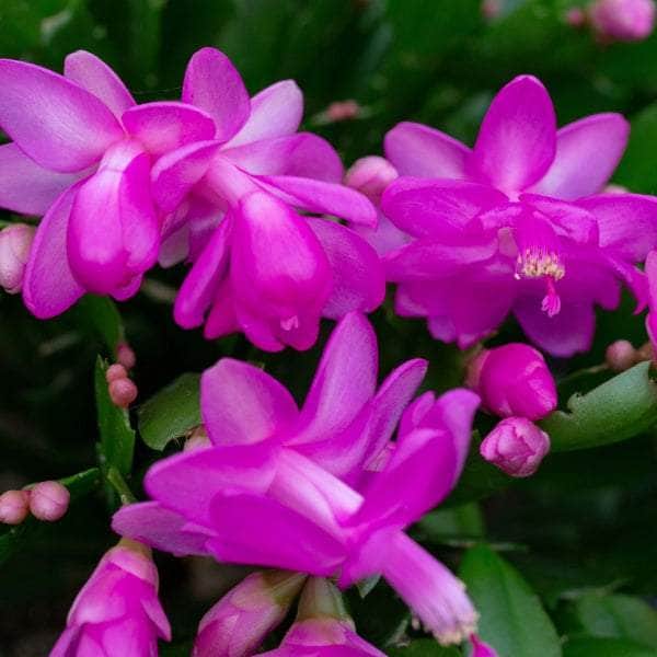 AcquaGarden Christmas Cactus 'Purple Dancer'