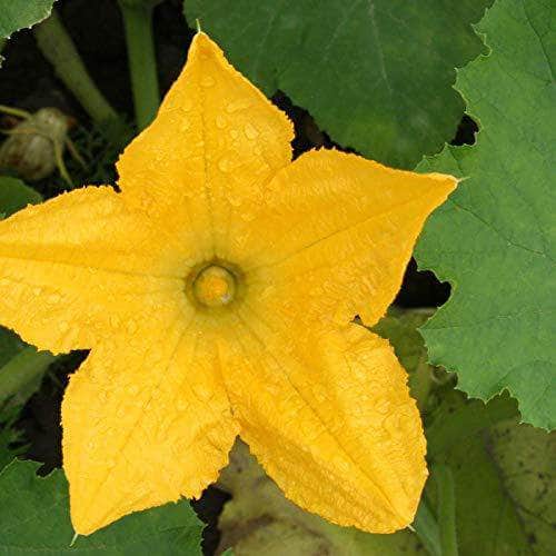 AcquaGarden Courgette 'Gold Rush'