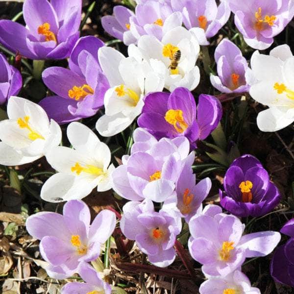 AcquaGarden Crocus 'Mixed'
