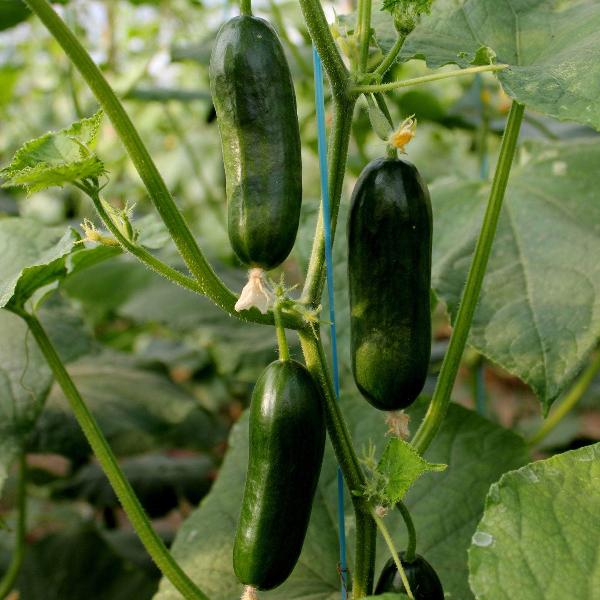 AcquaGarden Cucumber 'Mini Munch'