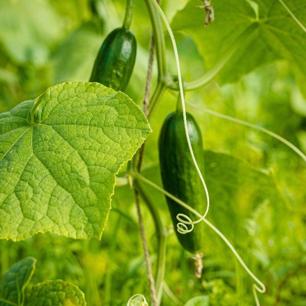 AcquaGarden Cucumber 'Mini Munch'