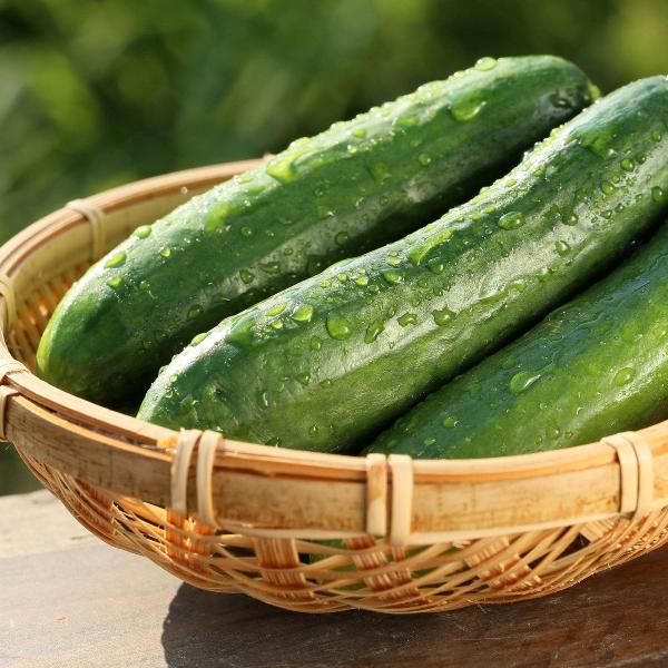 AcquaGarden Cucumber 'Mini Petita'