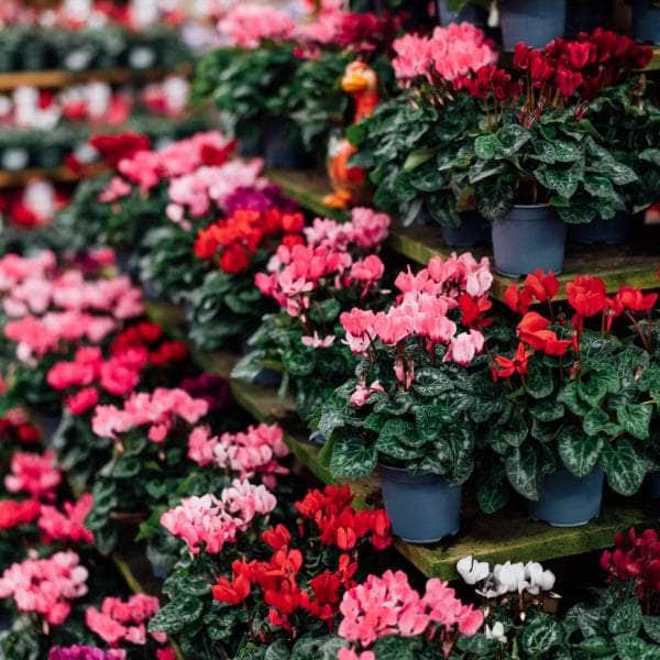 AcquaGarden Cyclamen 'Mix'