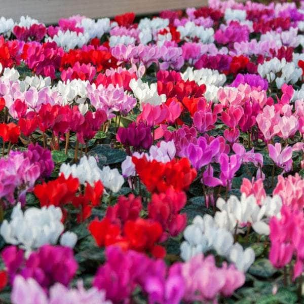AcquaGarden Cyclamen 'Mix'