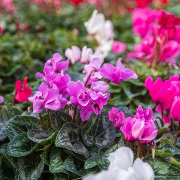 AcquaGarden Cyclamen 'Mix'
