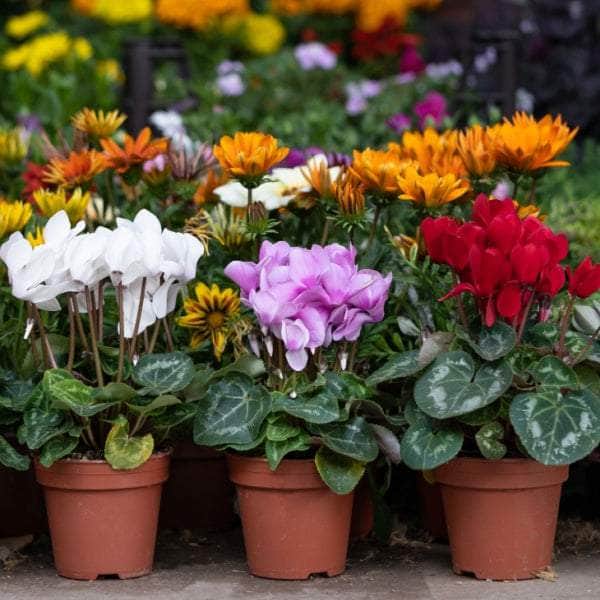 AcquaGarden Cyclamen 'Mix'