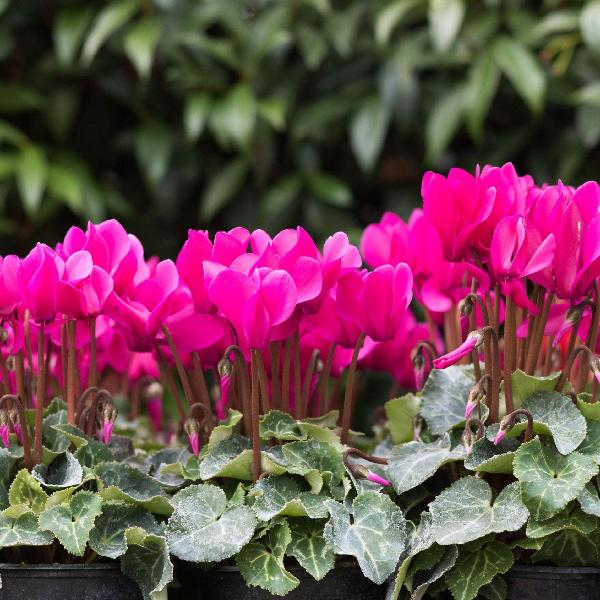 AcquaGarden Cyclamen 'Pink'