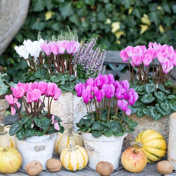 AcquaGarden Cyclamen 'Pink'