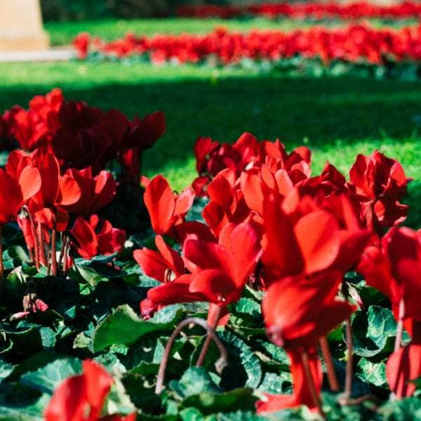 AcquaGarden Cyclamen 'Red'