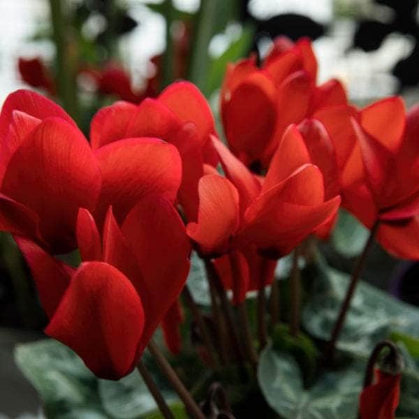 AcquaGarden Cyclamen 'Red'