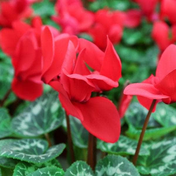 AcquaGarden Cyclamen 'Red'