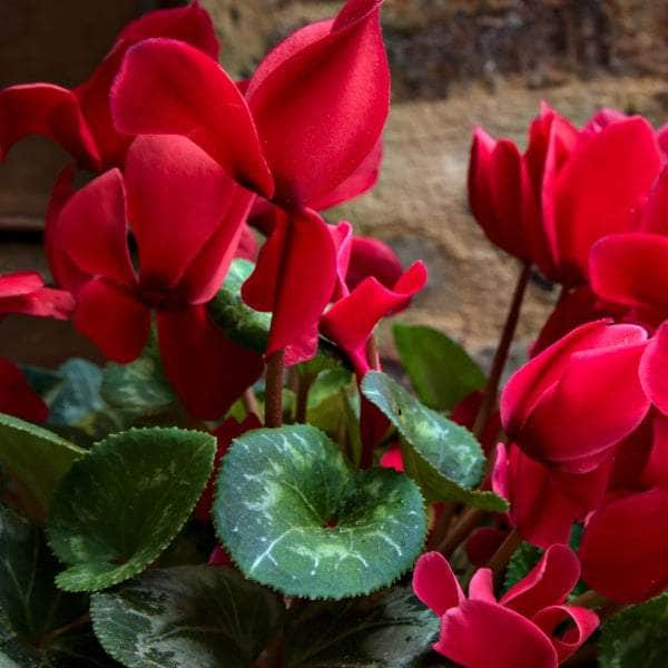 AcquaGarden Cyclamen 'Red'