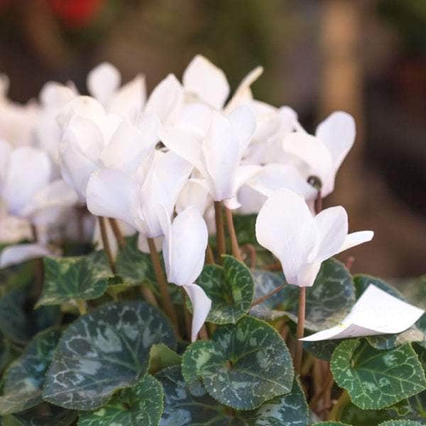 AcquaGarden Cyclamen 'White'