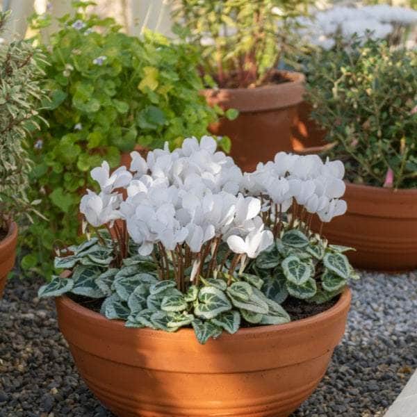 AcquaGarden Cyclamen 'White'
