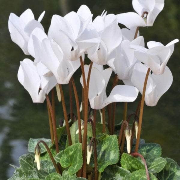 AcquaGarden Cyclamen 'White'