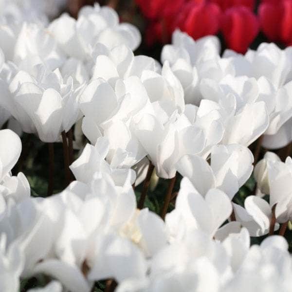 AcquaGarden Cyclamen 'White'