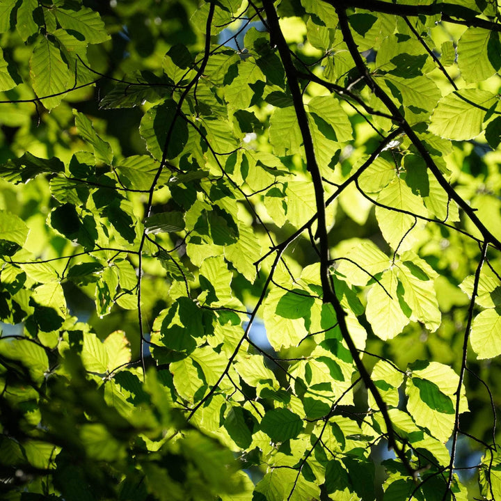 AcquaGarden Fagus Sylvatica Green Beech Tree