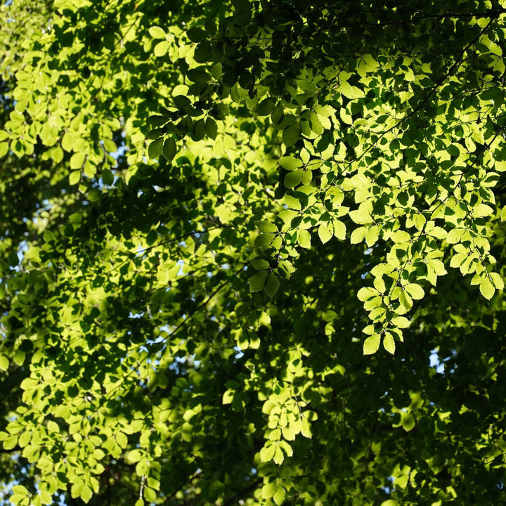 AcquaGarden Fagus Sylvatica Green Beech Tree