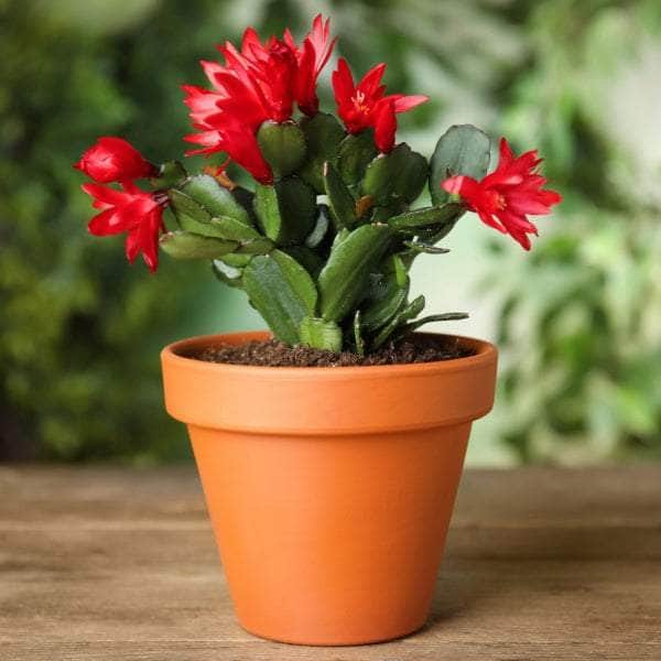 AcquaGarden Flowering Cactus 'Red'
