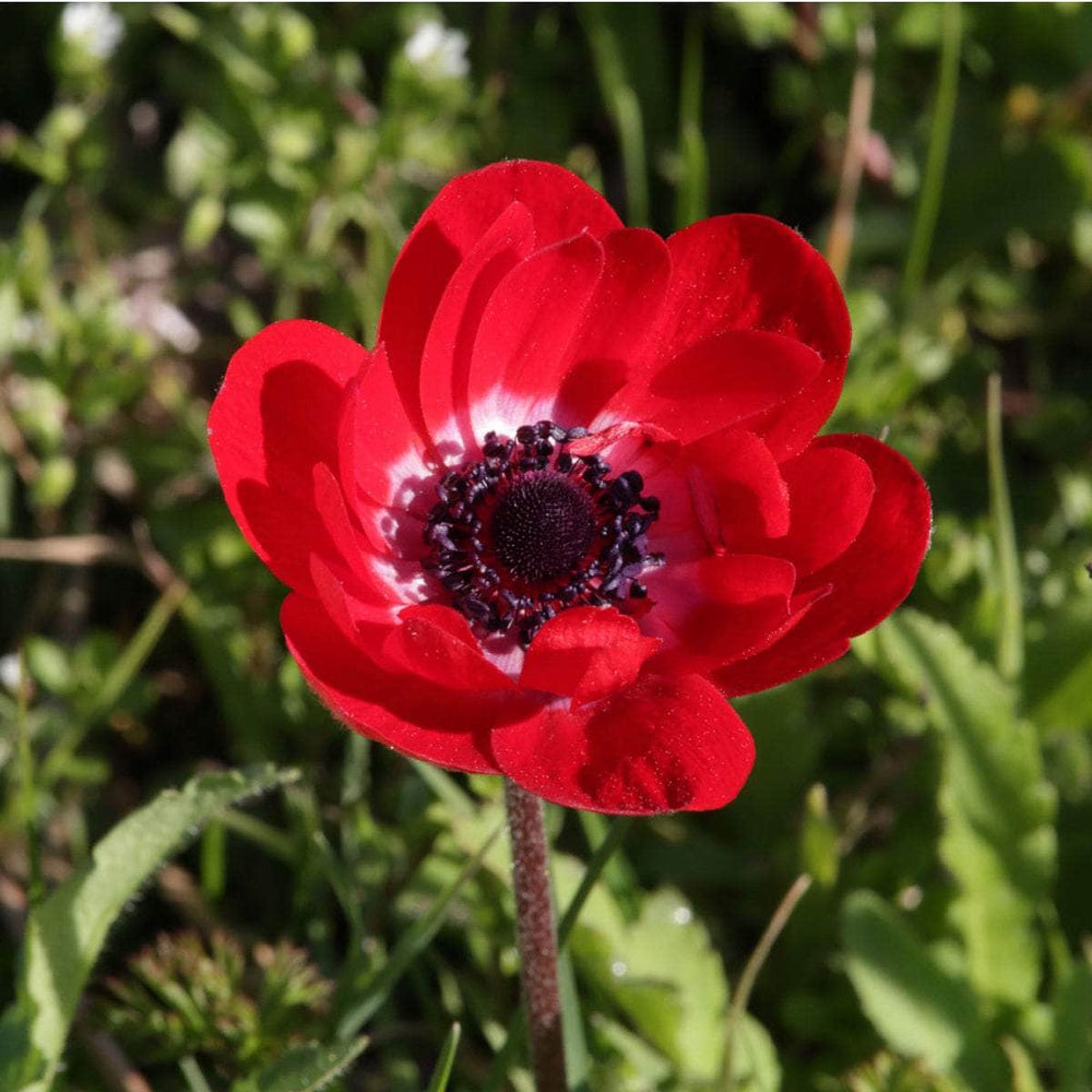 AcquaGarden Flowers Anemone De Caen 'Mixed'