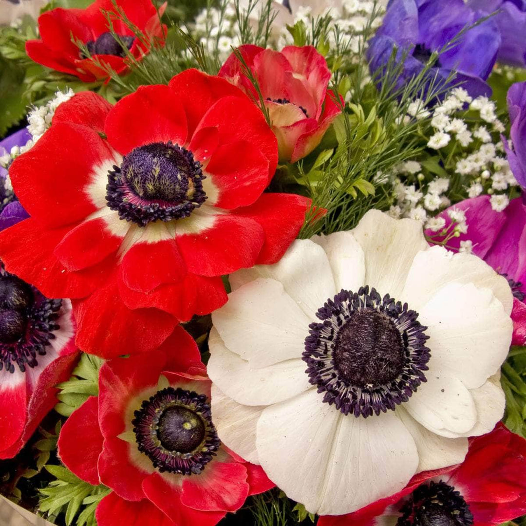 AcquaGarden Flowers Anemone De Caen 'Mixed'