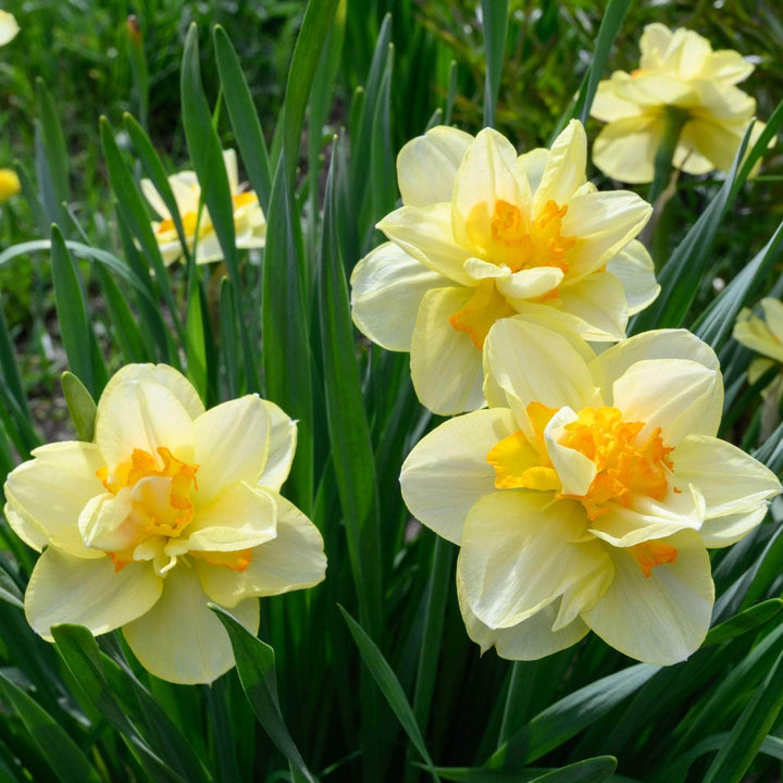 AcquaGarden Flowers Daffodil 'Double Mixed'