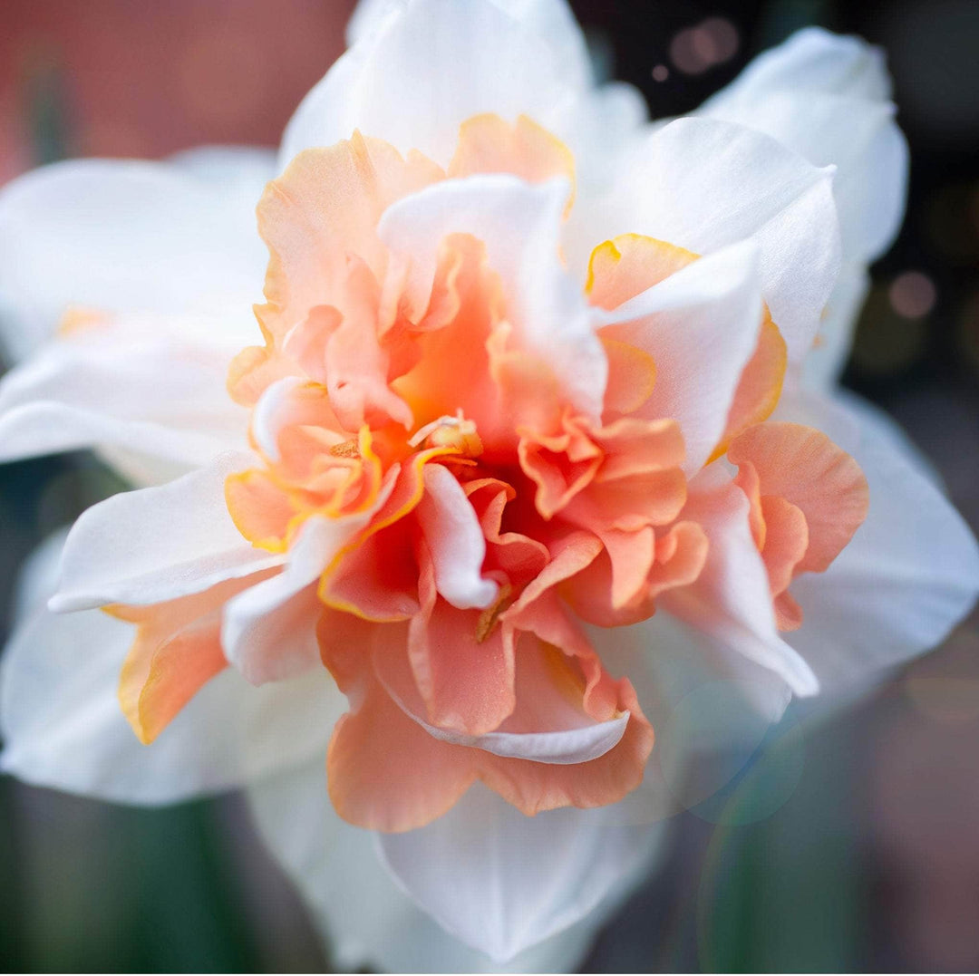 AcquaGarden Flowers Daffodil 'Double Mixed'