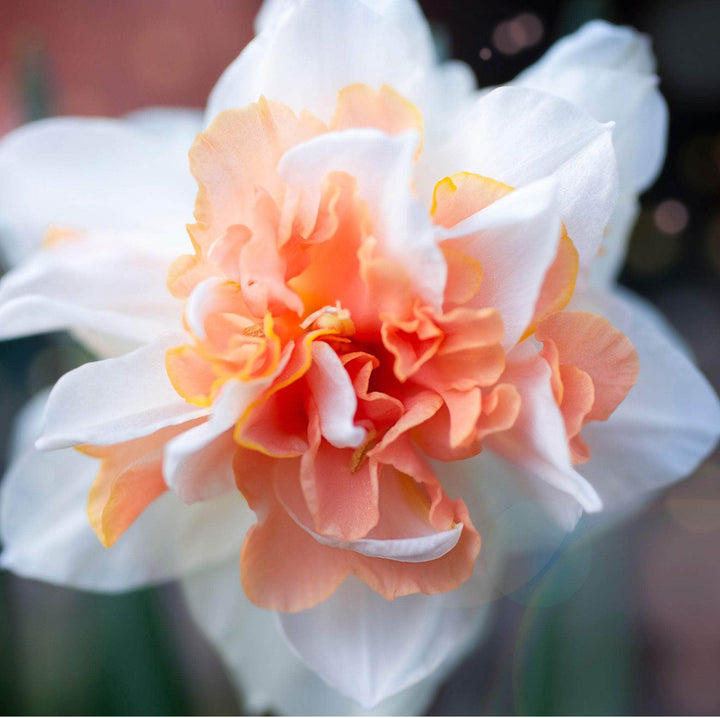 AcquaGarden Flowers Daffodil 'Double Mixed'