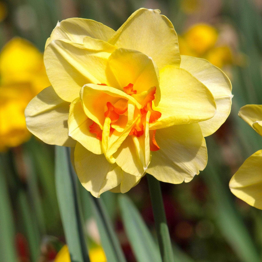 AcquaGarden Flowers Daffodil 'Double Mixed'