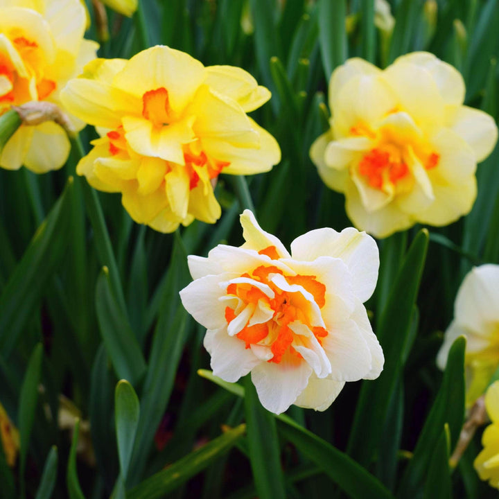 AcquaGarden Flowers Daffodil 'Double Mixed'