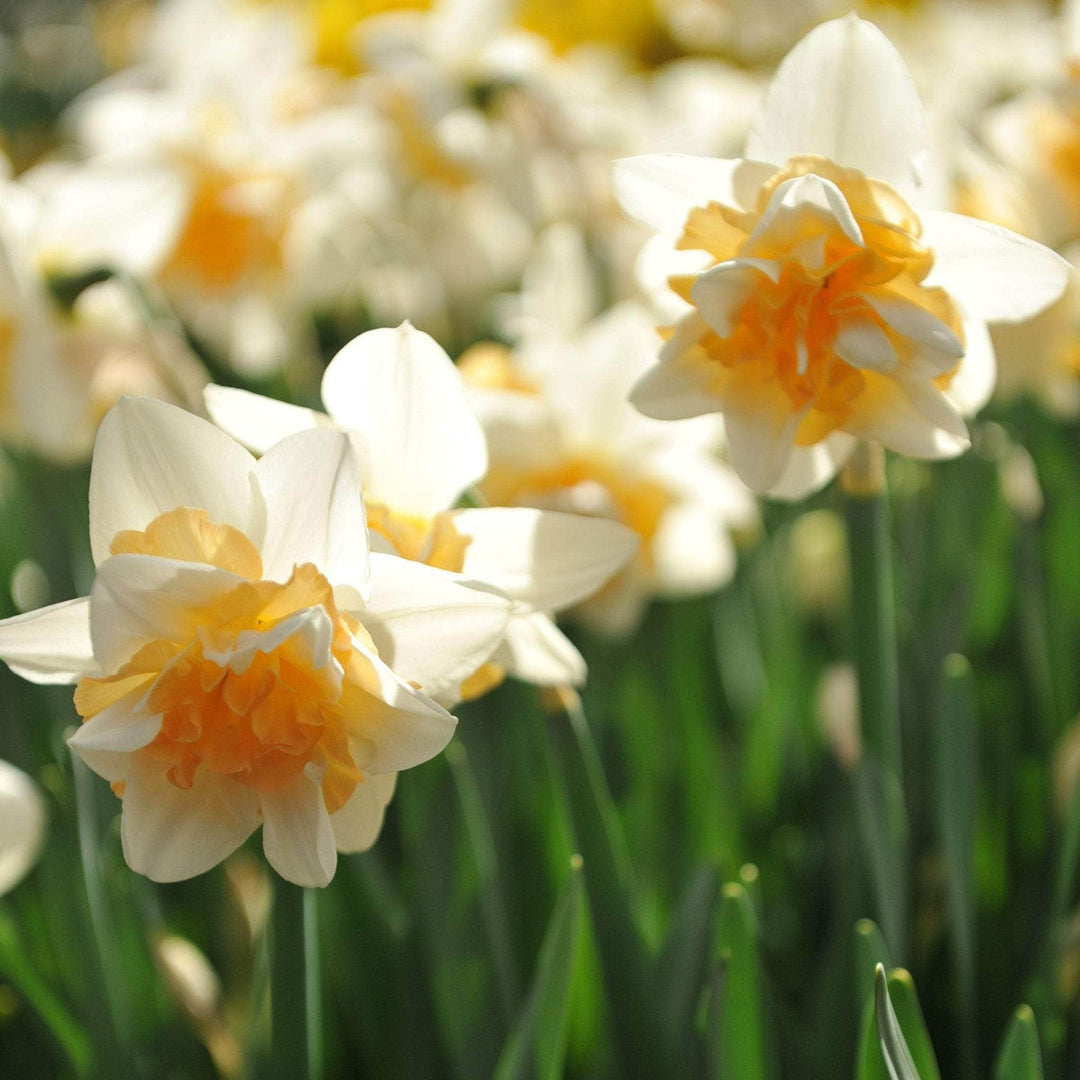 AcquaGarden Flowers Daffodil 'Double Mixed'