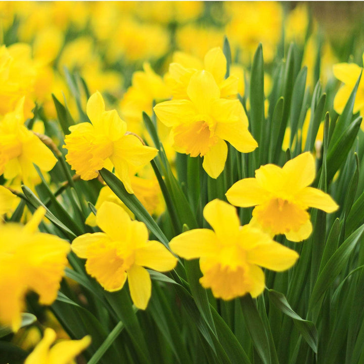 AcquaGarden Flowers Daffodil 'Dutch Master'