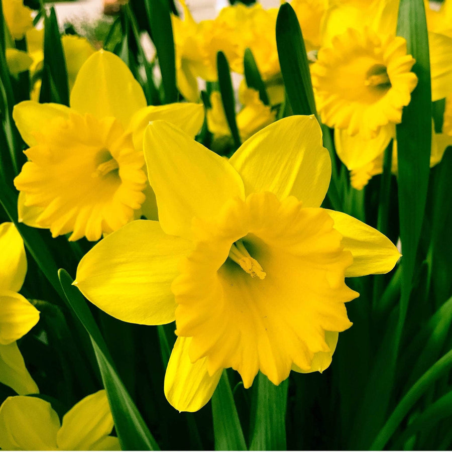 AcquaGarden Flowers Daffodil 'Dutch Master'