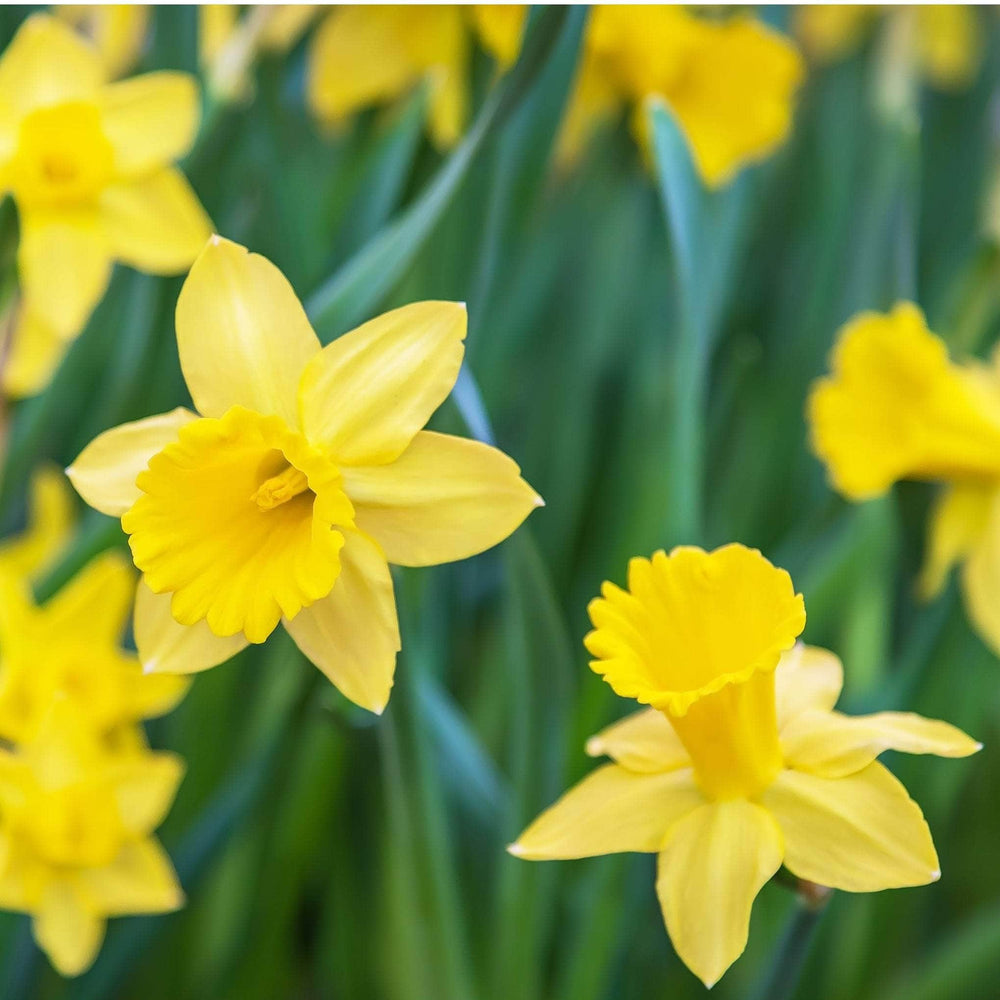 AcquaGarden Flowers Daffodil 'Dutch Master'