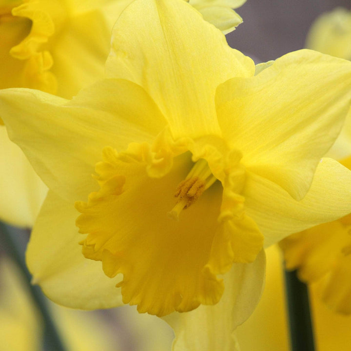 AcquaGarden Flowers Daffodil 'Dutch Master'