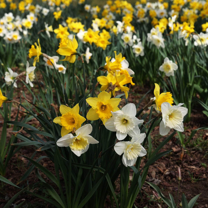 AcquaGarden Flowers Daffodil 'Mixed'
