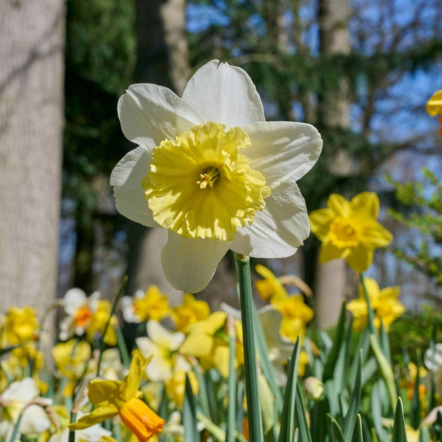 AcquaGarden Flowers Daffodil 'Mixed'